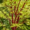 Coral Bark Japanese Maple Tree | Acer Palmatum 'Sangokaku' 19 Coral Bark Japanese Maple Tree | Acer Palmatum 'Sangokaku' -Greenzy Sales Store ORN0204 1
