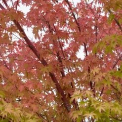 Coral Bark Japanese Maple Tree | Acer Palmatum 'Sangokaku' -Greenzy Sales Store ORN0204 4