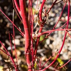 Coral Bark Japanese Maple Tree | Acer Palmatum 'Sangokaku' -Greenzy Sales Store ORN0204 6