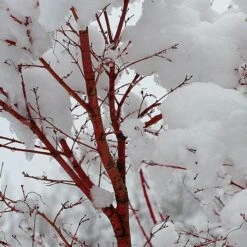 Coral Bark Japanese Maple Tree | Acer Palmatum 'Sangokaku' -Greenzy Sales Store ORN0204 8