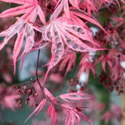 Variegated Japanese Maple Tree | Acer Palmatum 'Shirazz' -Greenzy Sales Store ORN0206 4