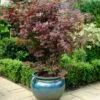 Purple Japanese Maple Tree | Acer Palmatum 'Atropurpureum' -Greenzy Sales Store ORN0207 1
