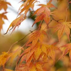 Purple Japanese Maple Tree | Acer Palmatum 'Atropurpureum' -Greenzy Sales Store ORN0207 4