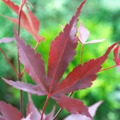 Purple Japanese Maple Tree | Acer Palmatum 'Atropurpureum' -Greenzy Sales Store ORN0207 5