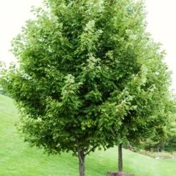 Canadian Red Maple Tree | Acer Rubrum -Greenzy Sales Store ORN0212 1