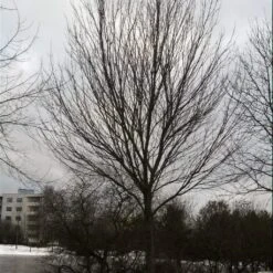 Canadian Red Maple Tree | Acer Rubrum -Greenzy Sales Store ORN0212 3