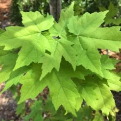 Canadian Red Maple Tree | Acer Rubrum -Greenzy Sales Store ORN0212 4