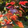 Canadian Red Maple Tree | Acer Rubrum 'Fairview Flame' -Greenzy Sales Store ORN0213 1