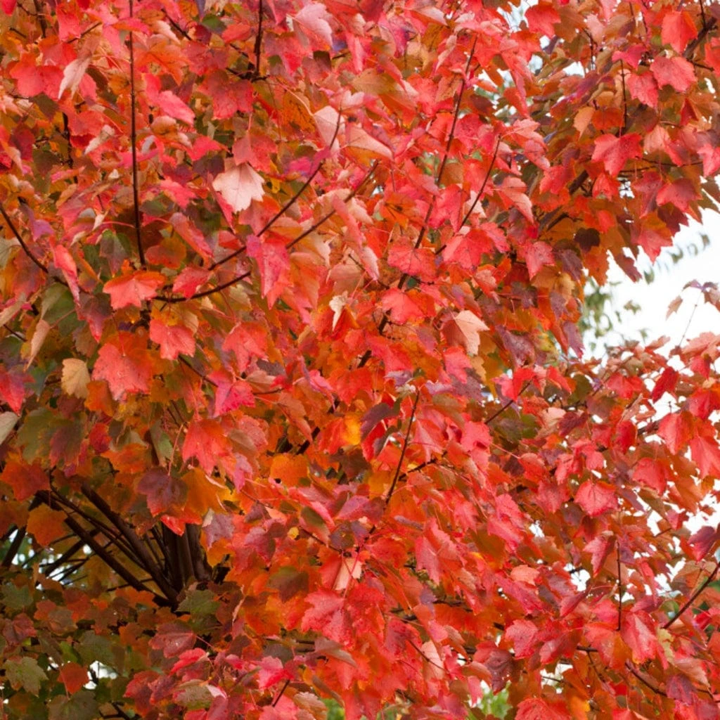 Canadian Red Maple Tree | Acer Rubrum 'Fairview Flame' 2 Canadian Red Maple Tree | Acer Rubrum 'Fairview Flame' - Image 2