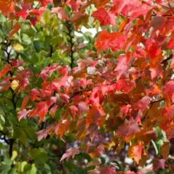 Canadian Red Maple Tree | Acer Rubrum 'Fairview Flame' 5 Canadian Red Maple Tree | Acer Rubrum 'Fairview Flame' -Greenzy Sales Store ORN0213 3