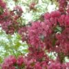 'Profusion Improved' Crabapple Tree | Malus Moerlandsii