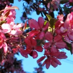 'Profusion Improved' Crabapple Tree | Malus Moerlandsii -Greenzy Sales Store ORN0216 3