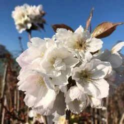 Fragrant Cloud' Cherry Blossom Tree | Prunus 'Matsumae-shizuka' -Greenzy Sales Store ORN0232 8