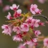 'Kursar' Dwarf Cherry Blossom Tree 11 'Kursar' Dwarf Cherry Blossom Tree -Greenzy Sales Store ORN0234 1