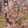 'Pink Shell' Cherry Blossom Tree | Prunus × Yedoensis -Greenzy Sales Store ORN0238 8