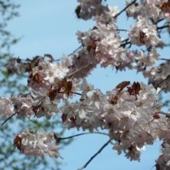 Sargent's Cherry Blossom Tree | Prunus Sargentii -Greenzy Sales Store ORN0240 3