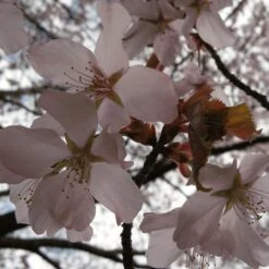 Sargent's Cherry Blossom Tree | Prunus Sargentii -Greenzy Sales Store ORN0240 4