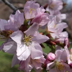 Sargent's Cherry Blossom Tree | Prunus Sargentii -Greenzy Sales Store ORN0240 5