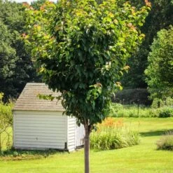 Sargent's Cherry Blossom Tree | Prunus Sargentii -Greenzy Sales Store ORN0240 6
