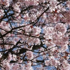 Sargent's Cherry Blossom Tree | Prunus Sargentii -Greenzy Sales Store ORN0240 7