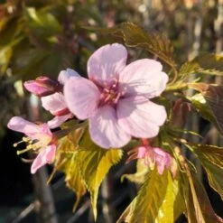 Sargent's Cherry Blossom Tree | Prunus Sargentii -Greenzy Sales Store ORN0240 8