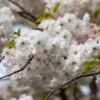 'Mount Fuji' Cherry Blossom Tree | Prunus Serrulata 'Shirotae' -Greenzy Sales Store ORN0242 1