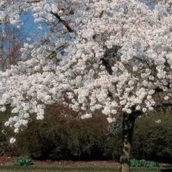 'Mount Fuji' Cherry Blossom Tree | Prunus Serrulata 'Shirotae' -Greenzy Sales Store ORN0242 8