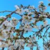 Dwarf White Weeping Cherry Blossom Tree | Prunus 'Snow Showers' -Greenzy Sales Store ORN0244 1