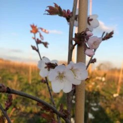 White Columnar Cherry Blossom Tree | Prunus 'Spire' -Greenzy Sales Store ORN0246 8