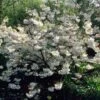 White Weeping Cherry Blossom Tree | Prunus Yedoensis 'Shidare Yoshino' -Greenzy Sales Store ORN0253 1