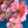Early Flowering Cherry Blossom Tree | Prunus Persicoides 'Spring Glow' -Greenzy Sales Store ORN0256 1
