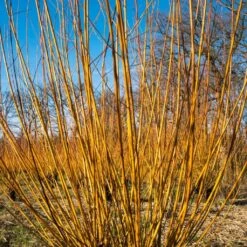 Scarlet Willow Tree | Salix Alba 'Chermesina' -Greenzy Sales Store ORN0258 3