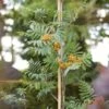 Copper Kettle' Rowan Tree | Sorbus -Greenzy Sales Store ORN0267 1 ba10b4a0 05df 47ee 98c5 a3432fea6624