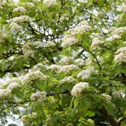 Copper Kettle' Rowan Tree | Sorbus -Greenzy Sales Store ORN0267 3 c4fd3fca 4260 46ec aec2 03ae23afc35b