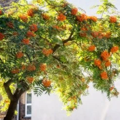 Copper Kettle' Rowan Tree | Sorbus -Greenzy Sales Store ORN0267 5 889ea2e8 fe4c 4c61 935d 4318cd394cbc