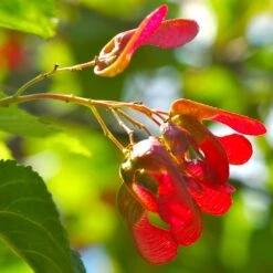 Tatarian Maple | Acer Tataricum 'Hotwings' -Greenzy Sales Store ORN0278 4 2885856e bb9a 4ef8 962b 93b0ddd73361