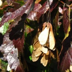 Tatarian Maple | Acer Tataricum 'Hotwings' -Greenzy Sales Store ORN0278 5 2f77771d bb4c 4416 bbc0 dc387bce8adc