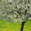 UK Native Wildlife-Friendly Cherry Blossom Tree | Prunus Avium -Greenzy Sales Store ORN0312 1