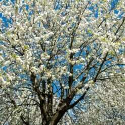 UK Native Wildlife-Friendly Cherry Blossom Tree | Prunus Avium -Greenzy Sales Store ORN0312 2