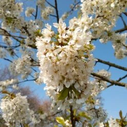 UK Native Wildlife-Friendly Cherry Blossom Tree | Prunus Avium -Greenzy Sales Store ORN0312 4