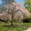 Pink Weeping Winter Flowering Cherry Tree | Prunus Subhirtella 'Pendula Rosea' -Greenzy Sales Store ORN0352 2 c8424f29 87cd 4e0f 8d1b 6451d351a1a2