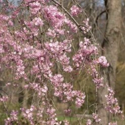Pink Weeping Winter Flowering Cherry Tree | Prunus Subhirtella 'Pendula Rosea' -Greenzy Sales Store ORN0352 3