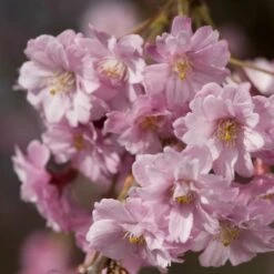 Pink Weeping Winter Flowering Cherry Tree | Prunus Subhirtella 'Pendula Rosea' -Greenzy Sales Store ORN0352 4