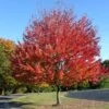 Canadian Red Maple Tree | Acer Rubrum 'Red Pointe' 8 Canadian Red Maple Tree | Acer Rubrum 'Red Pointe' -Greenzy Sales Store ORN0385 1 5ebe7fd8 354f 4039 bf14 8c8d7613b2f5