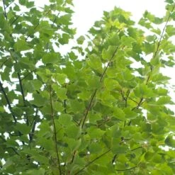 Canadian Red Maple Tree | Acer Rubrum 'Red Pointe' -Greenzy Sales Store ORN0385 4 7afe9936 2048 4b99 a359 2f747dcfb264