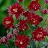 Aquilegia 'Bordeaux Barlow' -Greenzy Sales Store PB0026 1