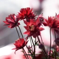 Aquilegia 'Bordeaux Barlow' -Greenzy Sales Store PB0026 3