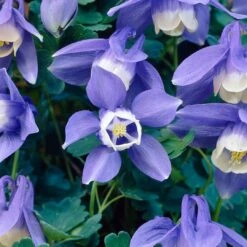 Aquilegia Spring Magic Collection -Greenzy Sales Store PB0030 3 b5764acf 305d 4d03 8407 15834ce38d23