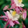 Aquilegia 'Spring Magic Rose & White' -Greenzy Sales Store PB0032 1