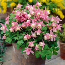 Aquilegia Spring Magic Collection -Greenzy Sales Store PB0032 2 0f6ceaad c0e4 4b74 9f36 ad355159297c